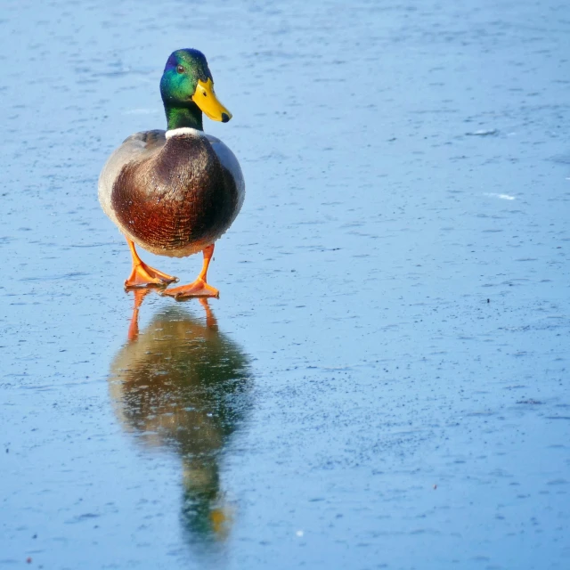 a lone duck sitting on top of a pond