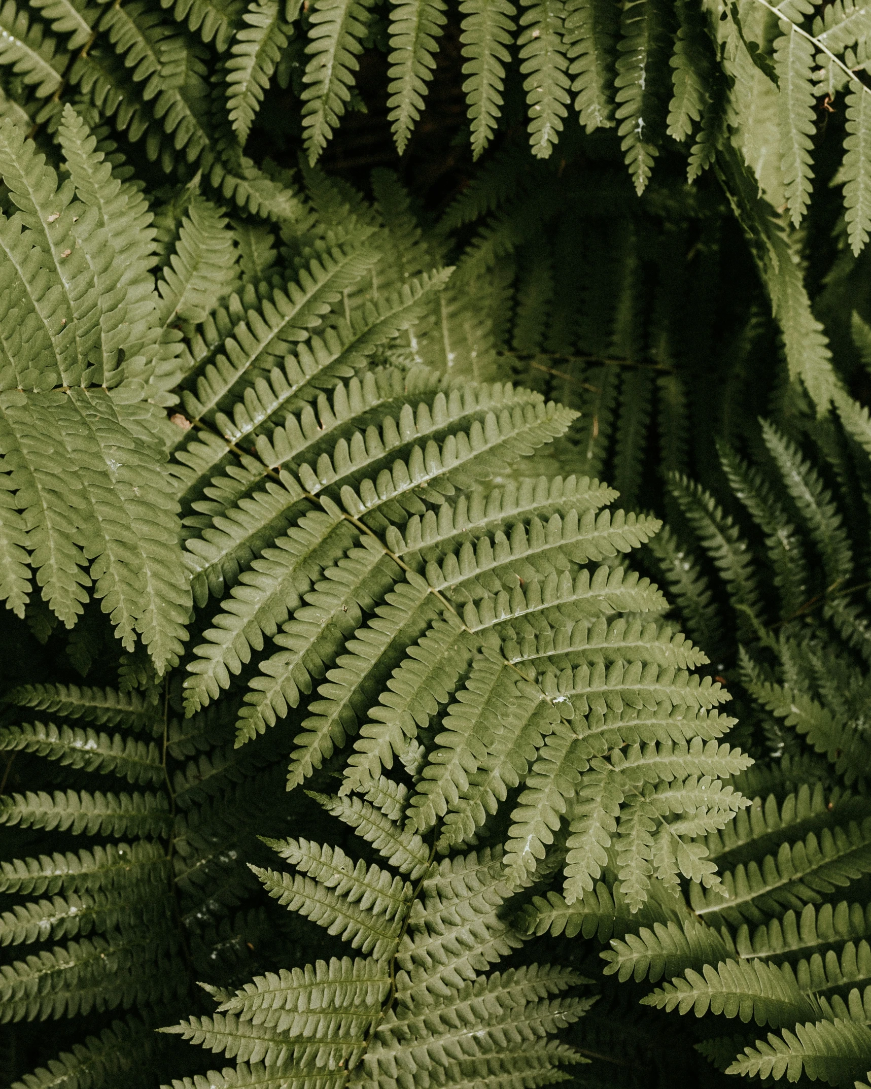 the background of the green leaves is very soft