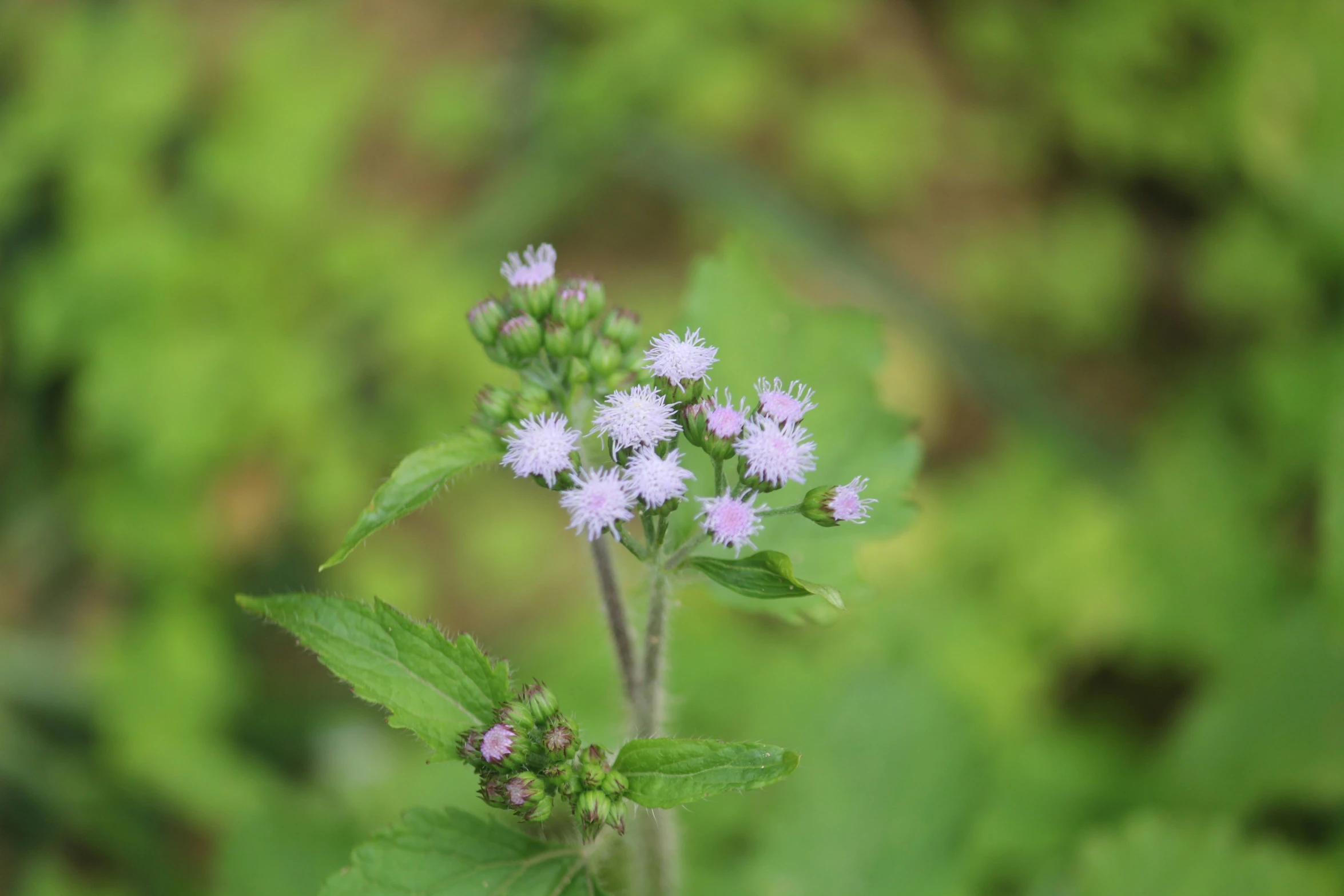 purple flowers with green leaves and brown stems