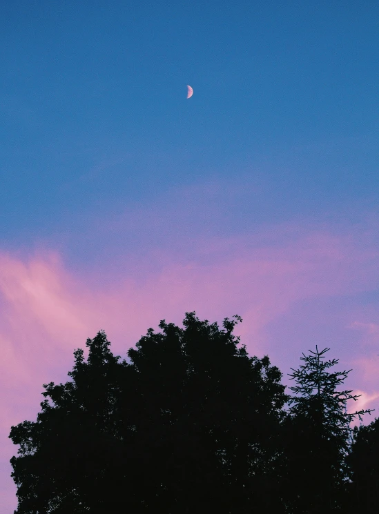 silhouettes of trees on a clear day