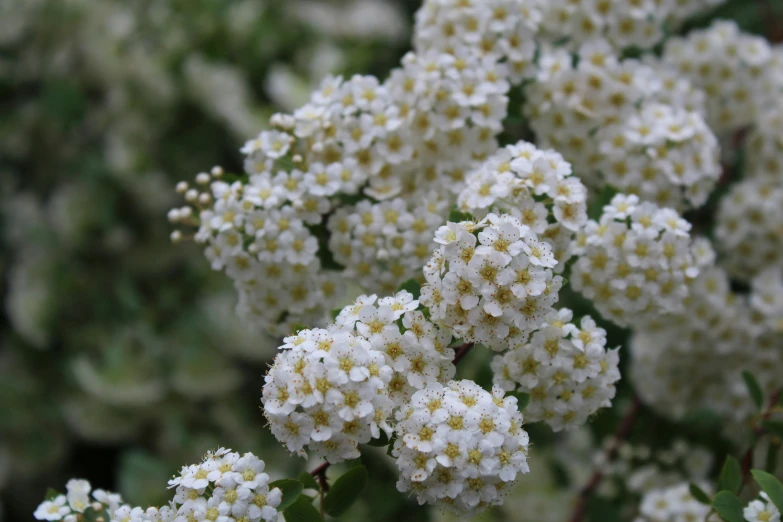 there is a tree with many white flowers