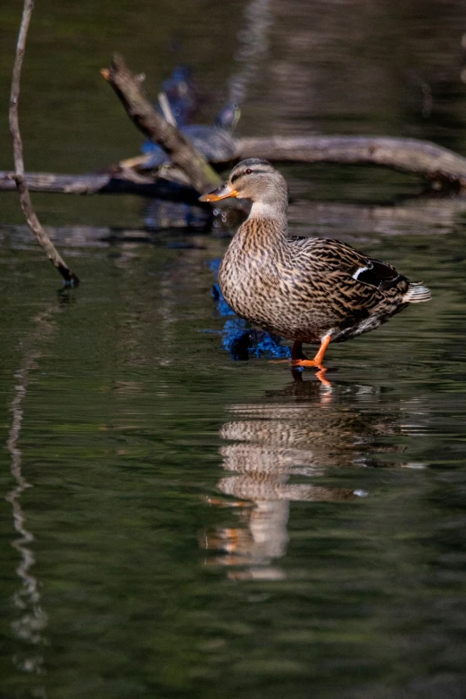 a duck that is walking in some water