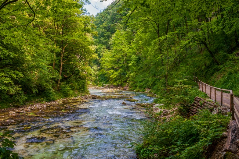a river runs between trees and green foliage