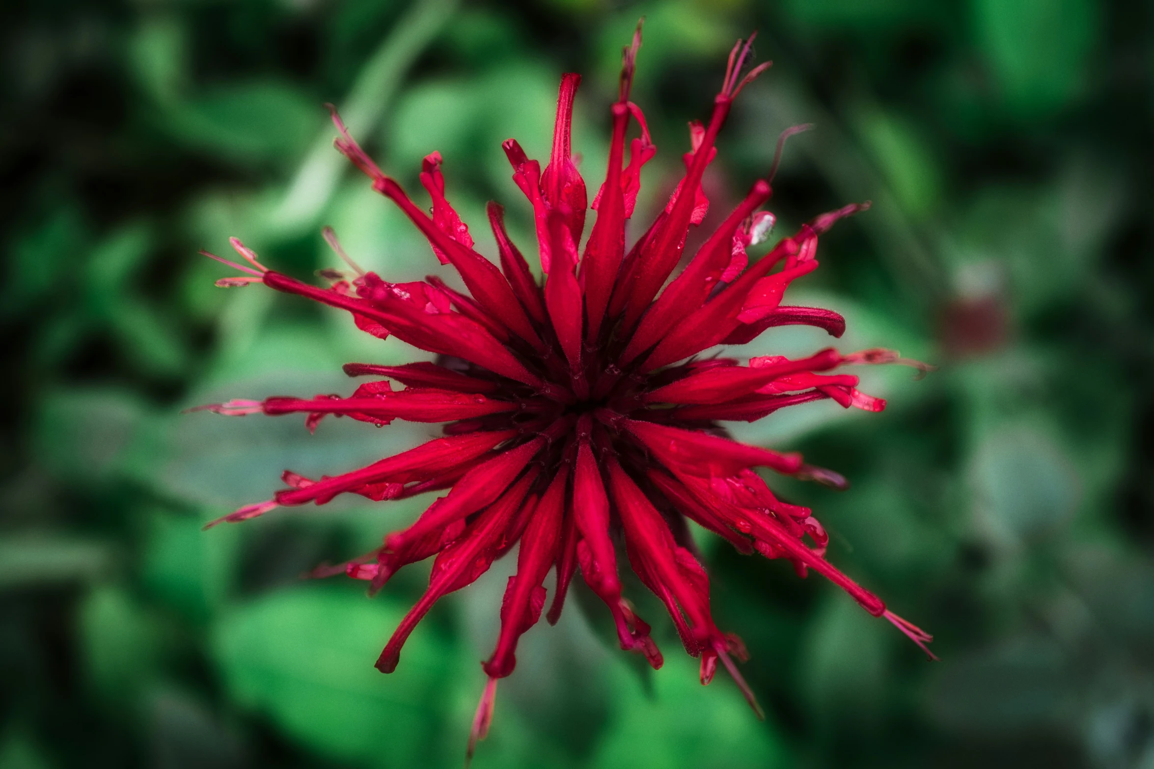 a closeup view of a red flower