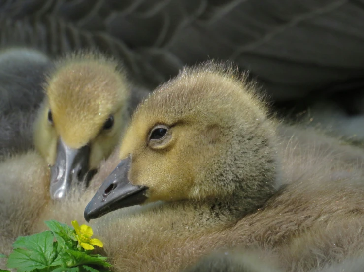 baby birds are sitting next to each other