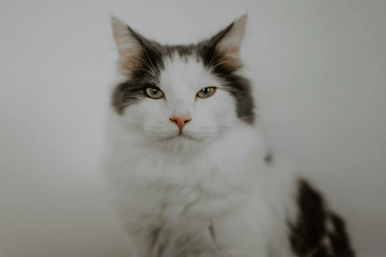 an image of a gray and white cat with big eyes