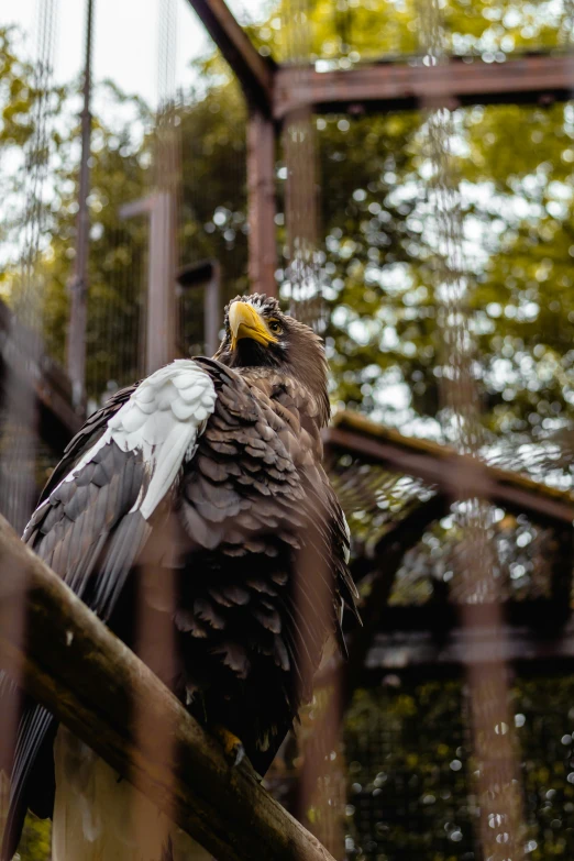 the bird is perched on the limb of a tree