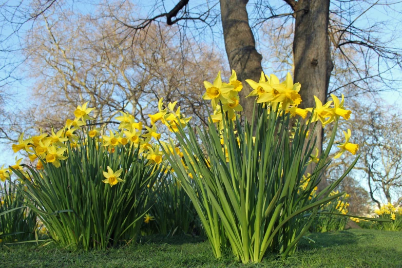 some yellow flowers in a field by a tree