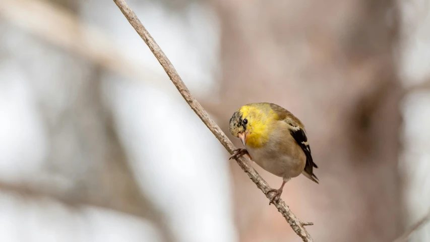 a small bird sitting on a stick in the tree