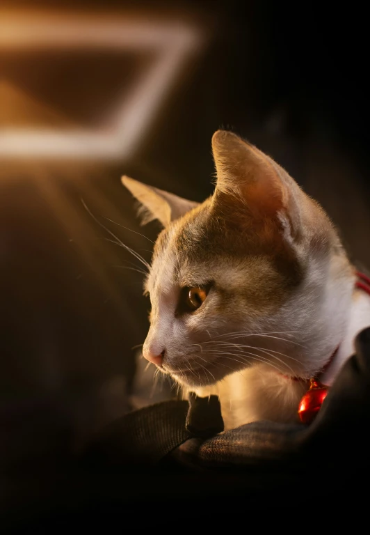 a brown and white cat in the back seat of a car