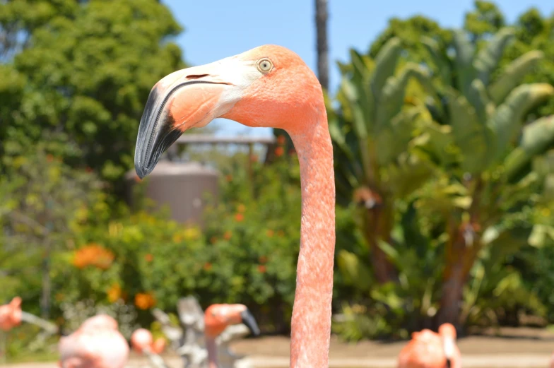 a flamingo stands in front of some tropical plants