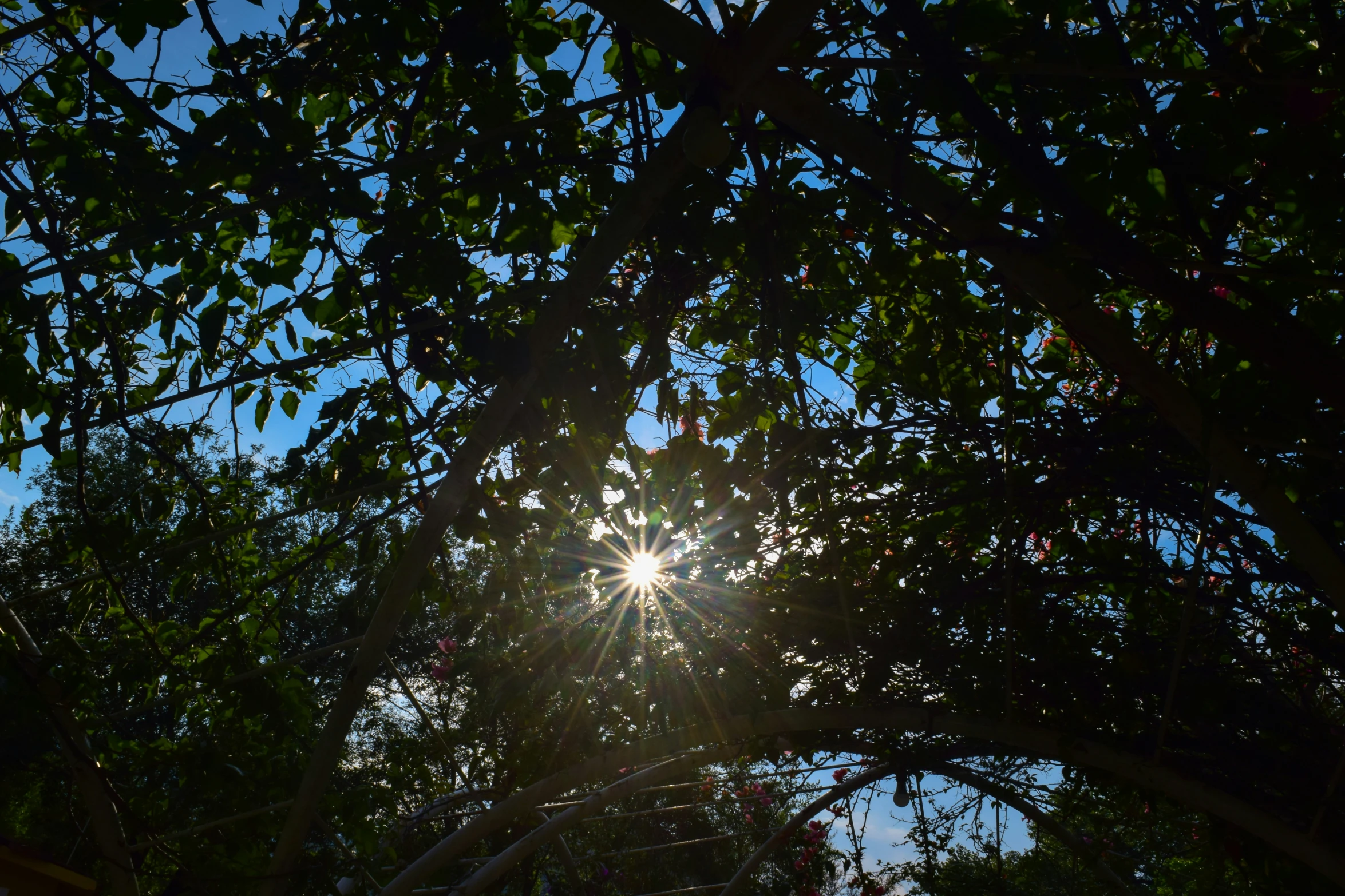 the sun shining through trees with leaves