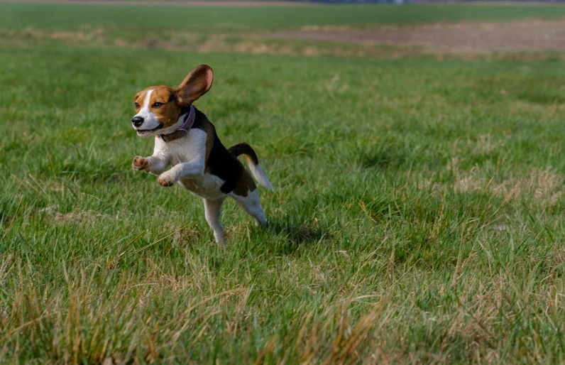 a small dog with his front legs raised standing in a grassy field