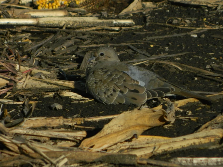 a small bird standing on the ground among a pile of dirt and sticks