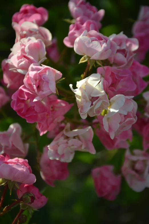 several small pink flowers are growing together