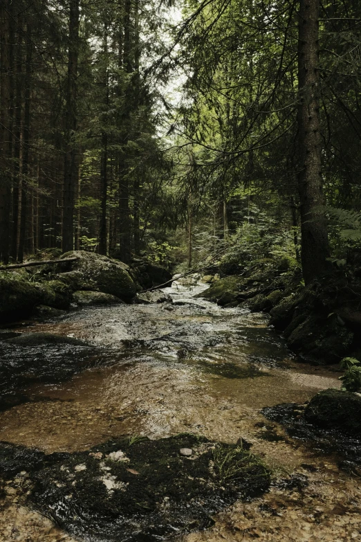 a river running through a forest filled with lots of trees