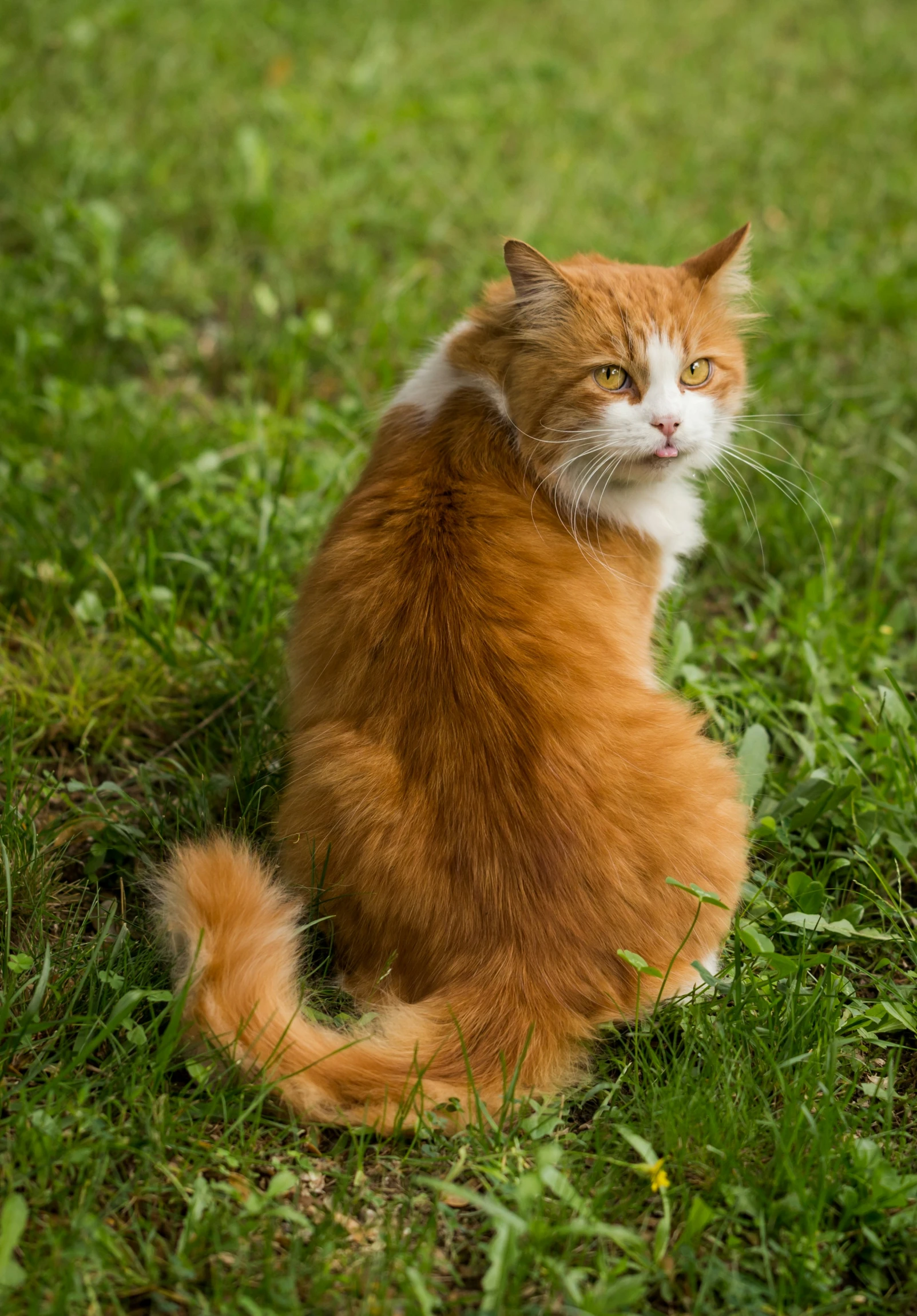 an orange and white cat is sitting in the grass