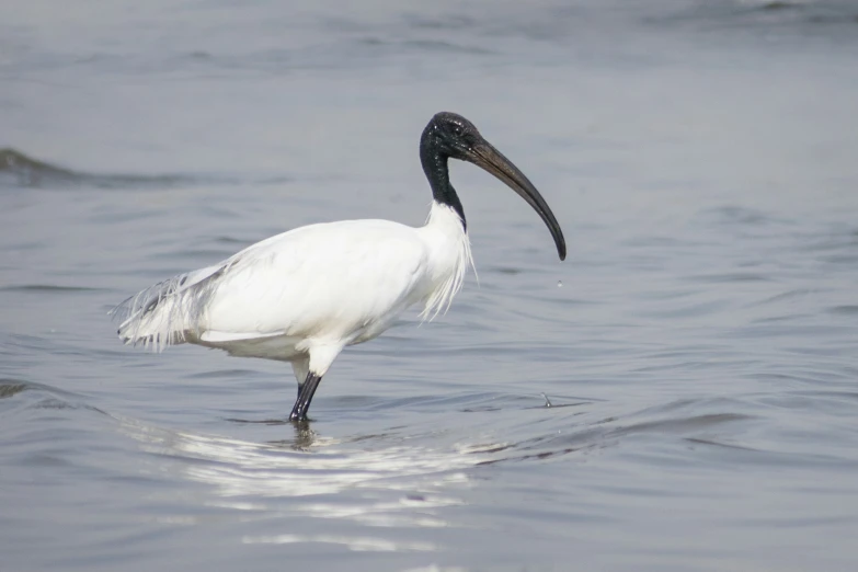 a large white bird standing on top of a body of water