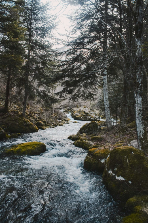 a creek running through a forest next to trees