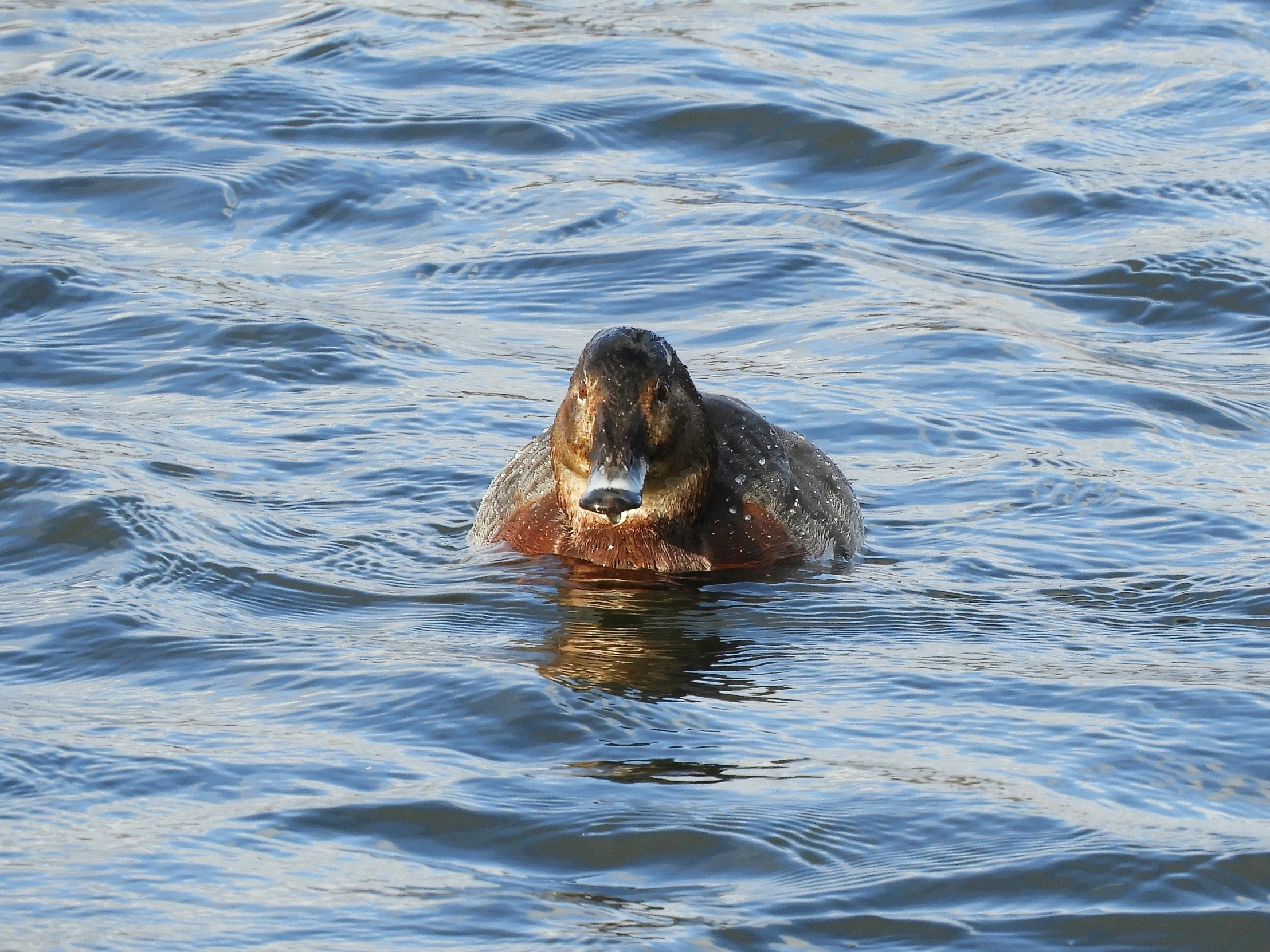 the beaver is in the middle of the ocean