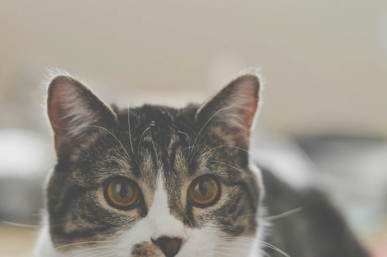 closeup of a cat in focus with a blurred background