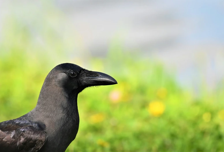 the large black bird is standing next to green grass