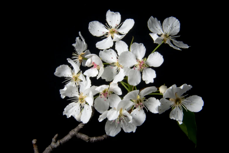 white flower on nch against dark background