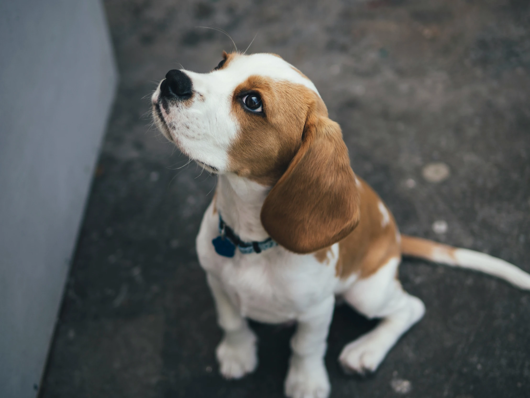 a puppy staring up while sitting in the street