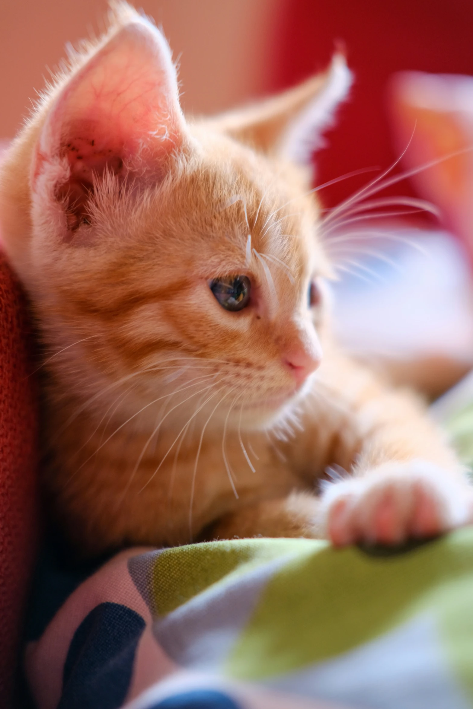 an orange kitten laying down with it's paw on the pillow