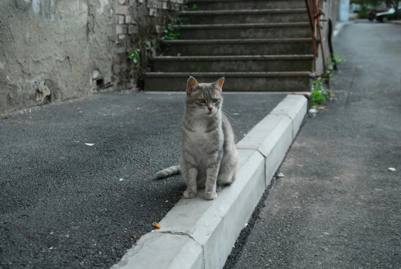 cat sitting on curb next to stairs and cobblestone street