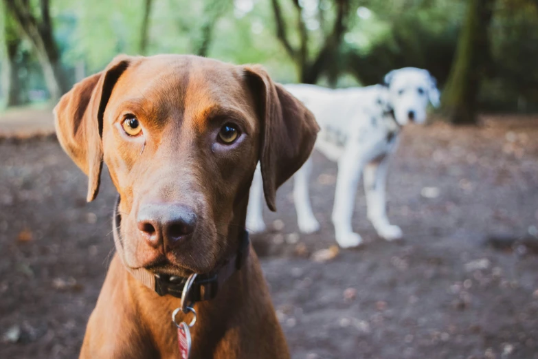 two dogs in a park staring at the camera