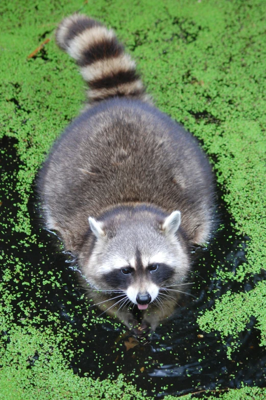 a rac walks in a swampy pond with green algae