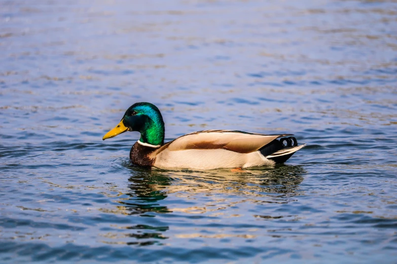 a duck floats on the calm water