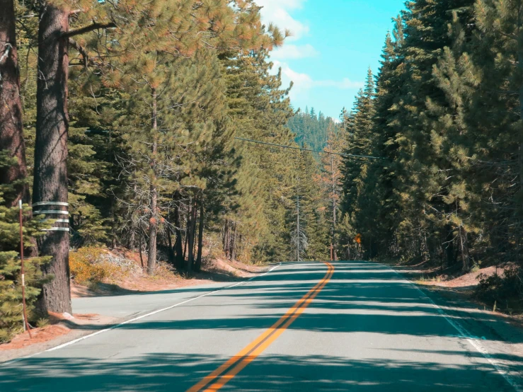 an empty road lined with trees on both sides