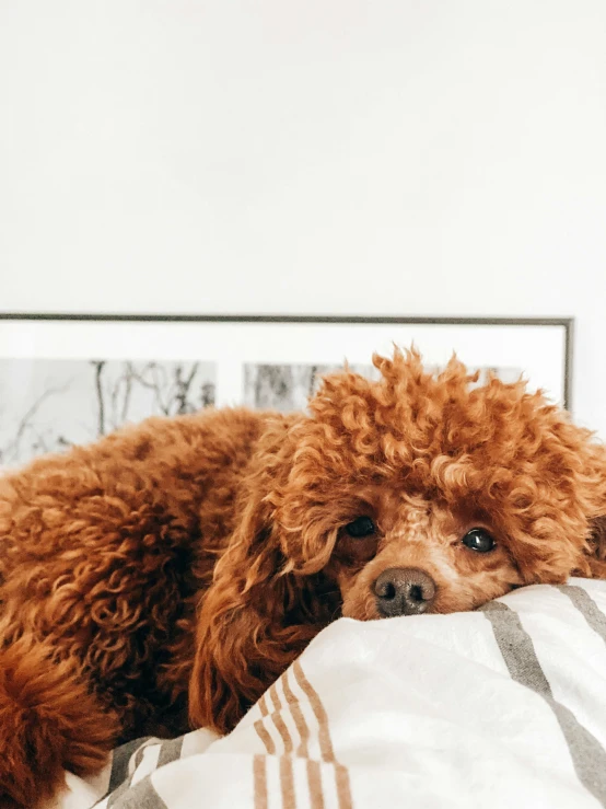 a dog laying down on the floor sleeping on a pillow