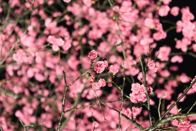 a tree filled with lots of pink flowers