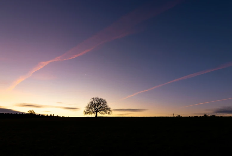 a silhouetted tree stands out against a dusk sky