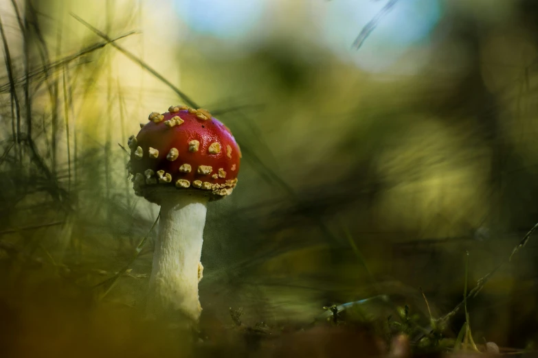 a large, red mushroom is seen in the woods