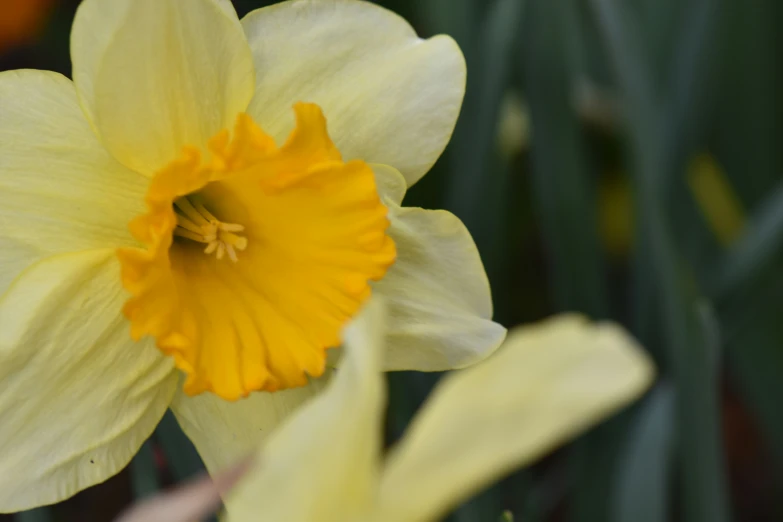 a yellow flower that is inside of a plant