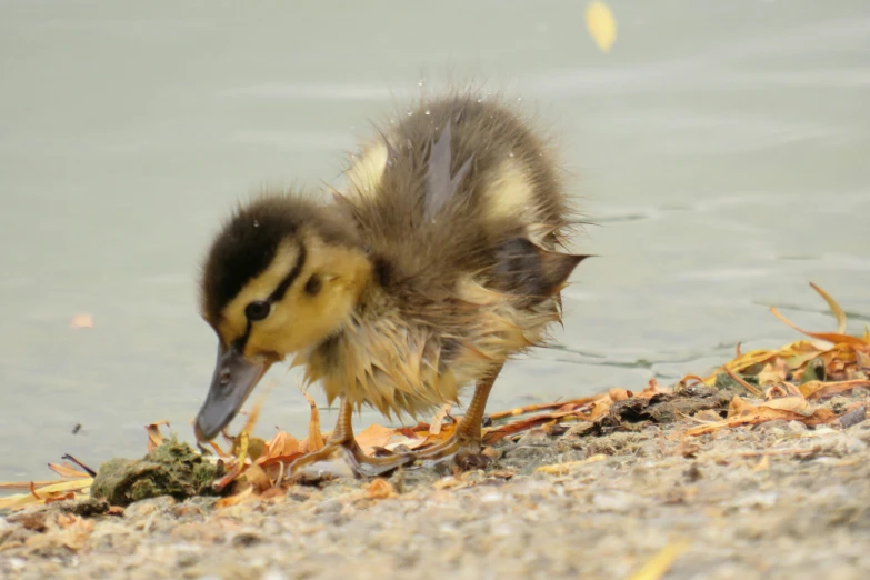 an animal that is standing on the ground