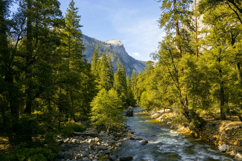 river flowing through wooded area with mountains in the distance