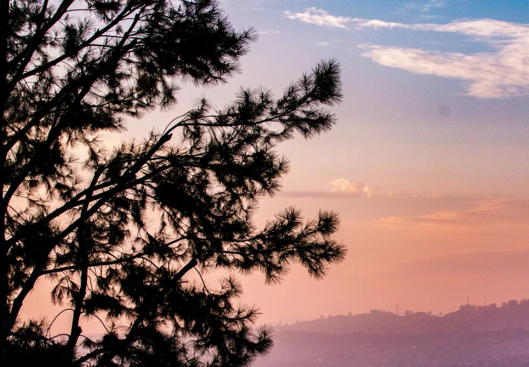 silhouettes of trees with sky and mountains in background