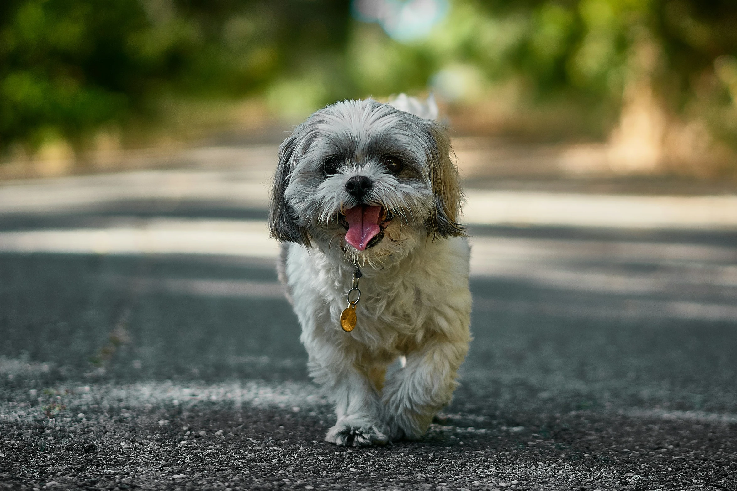 a gy gray dog on a road with its tongue out