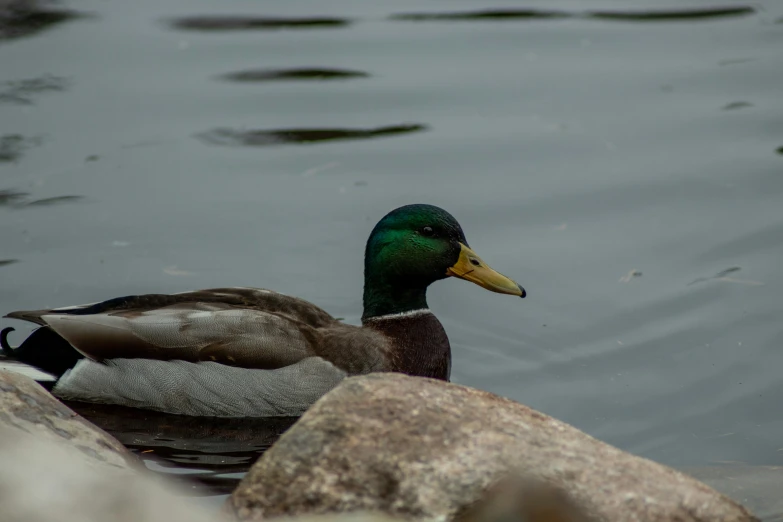 a mallard duck swimming in water with rocks