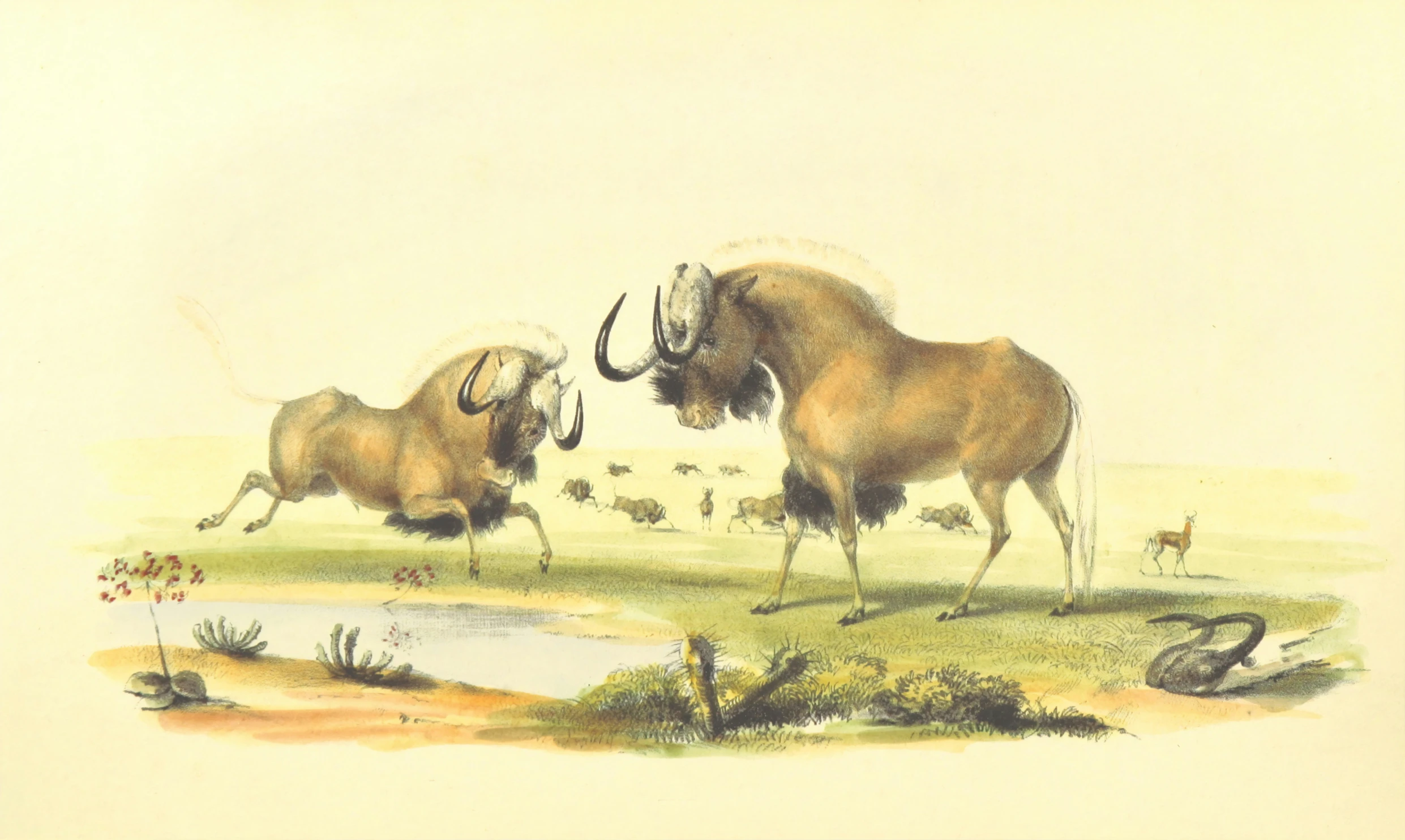 some kind of antelope with long horns and an elephant