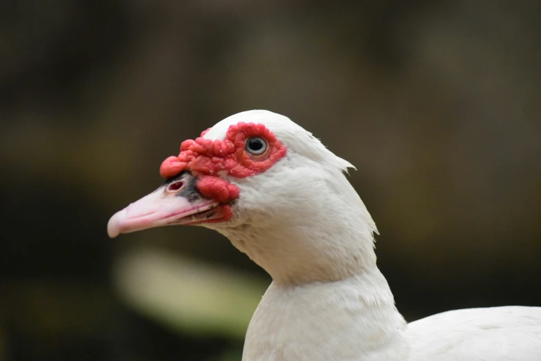 a close up of the head of a duck