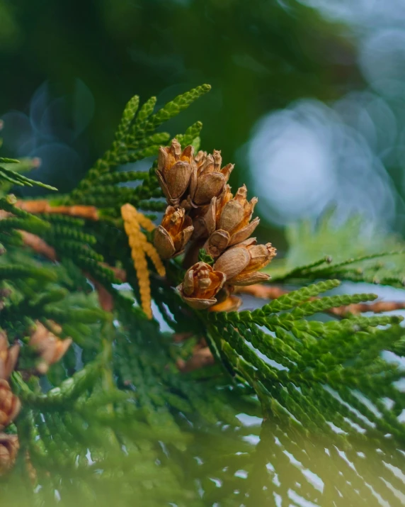 close up of pine cones with green and brown leaves