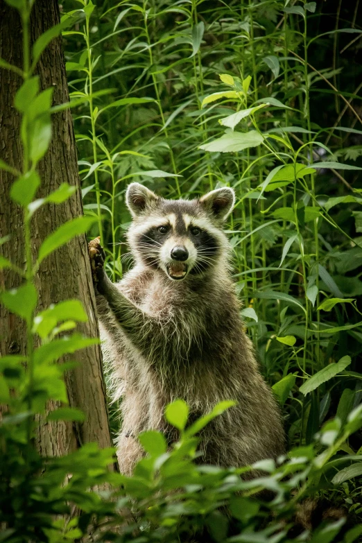 a rac is standing in a forest