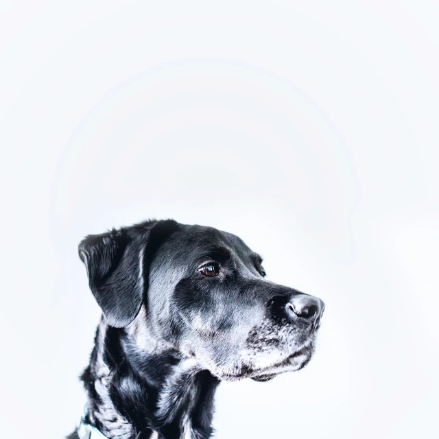 a dog standing and looking back on a white background