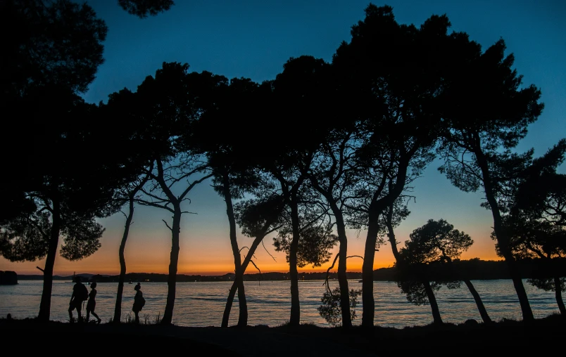 some trees that are next to the water